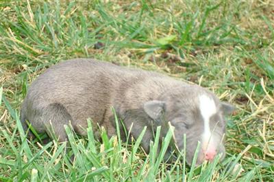 American Pit Bull Puppies for Sale